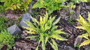 Два красивых сорта  Hawaiian Luau' и ее спорт Golden Hawaiian Luau'#hosta #хоста #сорта #коллекция