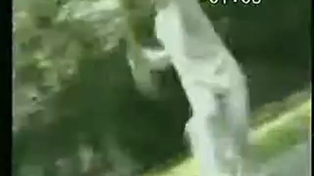 Дадао (Алебарда) (23).flv смотреть онлайн