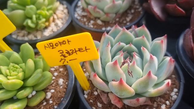 다육소개,키우는방법,화분채배송 010-7635-3562택배문자주문 콩나물다육