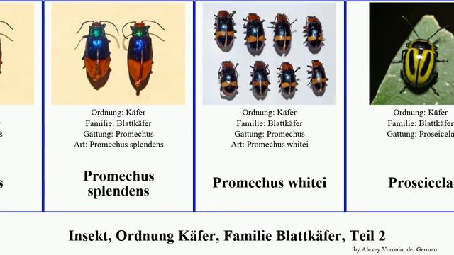 Insekt, Ordnung Käfer, Familie Blattkäfer, Teil 2 leaf insect beetle maculata splendens dorsalis смотреть онлайн