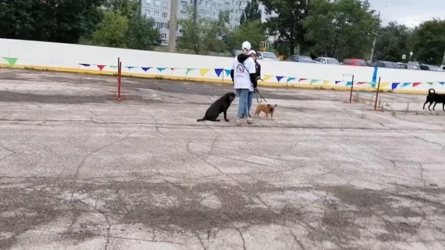 Подготовка к показательным выступлениям смотреть онлайн