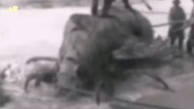 Giant shrimp captured | 👽ATA BOY - alien channel 2.0 смотреть онлайн