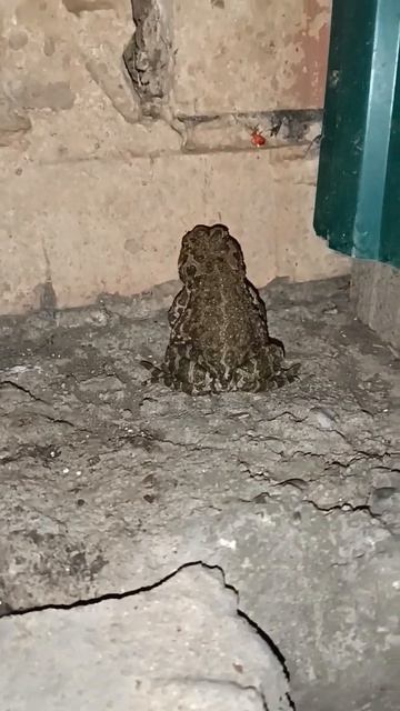царевна лягушка сама пожаловала к нам# смотреть онлайн