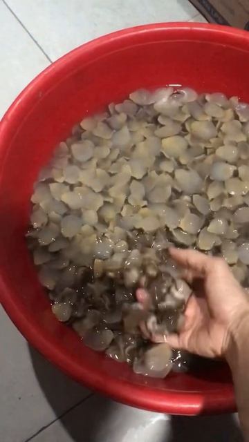 #short | ốc mỡ | đặc sản Hải Hà| ẩm thực смотреть онлайн