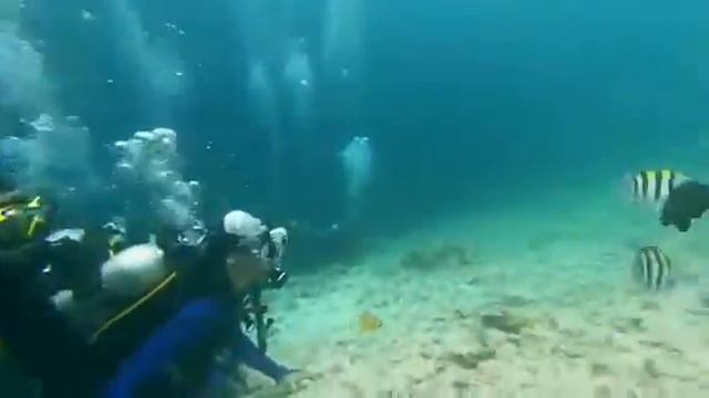 Frogs на Мальдивах. Дайвинг 2022. Тигровые акулы