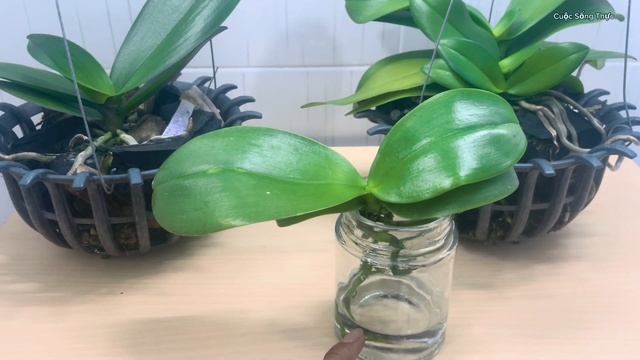 Lan Hồ Điệp trồng thủy canh @Cuocsongthuc6789 смотреть онлайн