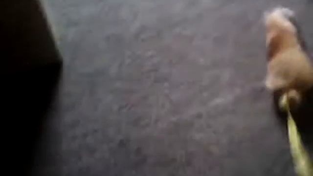 Кот ахотник на лисий хвост смотреть онлайн