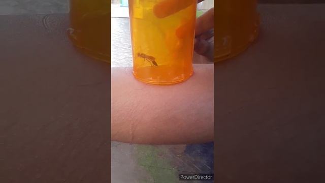 I GOT STUNG BY A BLACK AND YELLOW MUD DAUBER (SCELIPHRON CAEMENTARIUM) смотреть онлайн