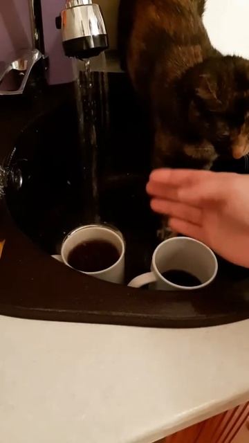 Кошка любит воду смотреть онлайн