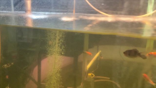 Давно нас не было....барабанный фильтр смотреть онлайн