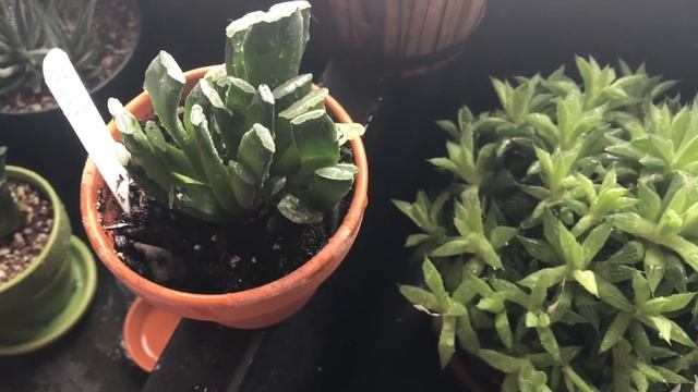 Haworthia Collection. Watering And Discussion About Plants смотреть онлайн