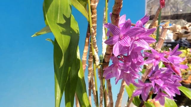 Dendrobium Mingle's Sapphire x goldschmidtianum (orchid) смотреть онлайн