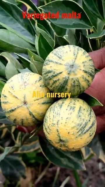 Variegated malta lamon #shorts смотреть онлайн