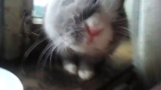 Мой милый кролик смотреть онлайн