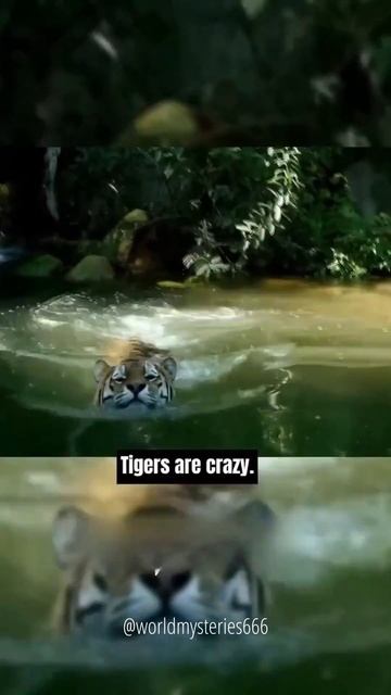 🐅Horrific Tiger Attacks in India смотреть онлайн