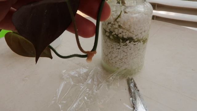 PLANT SITTING, AIR LAYERING & HOYA PROPAGATION! смотреть онлайн