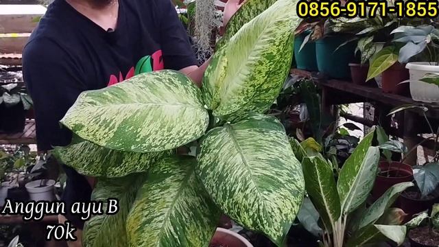TANAMAN HIAS CANTIK DENGAN HARGA MURAH ADA DI CONTRA GREEN SEMARANG смотреть онлайн