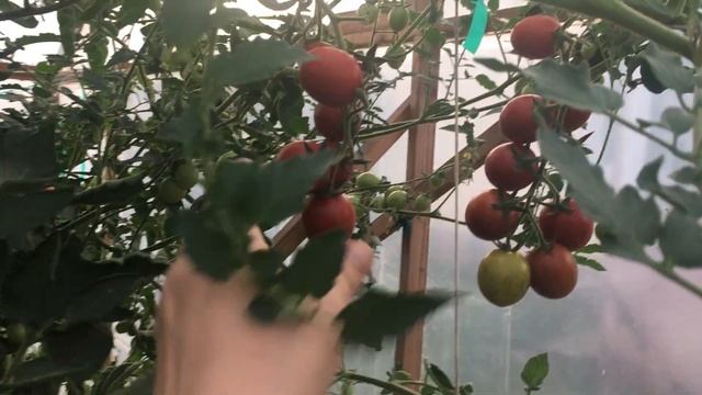 Лучшие помидоры этого сезона
