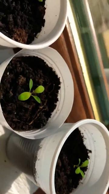 Rainbow Eucalyptus Seedlings