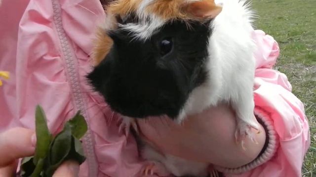 Морская свинка Лунтик смотреть онлайн