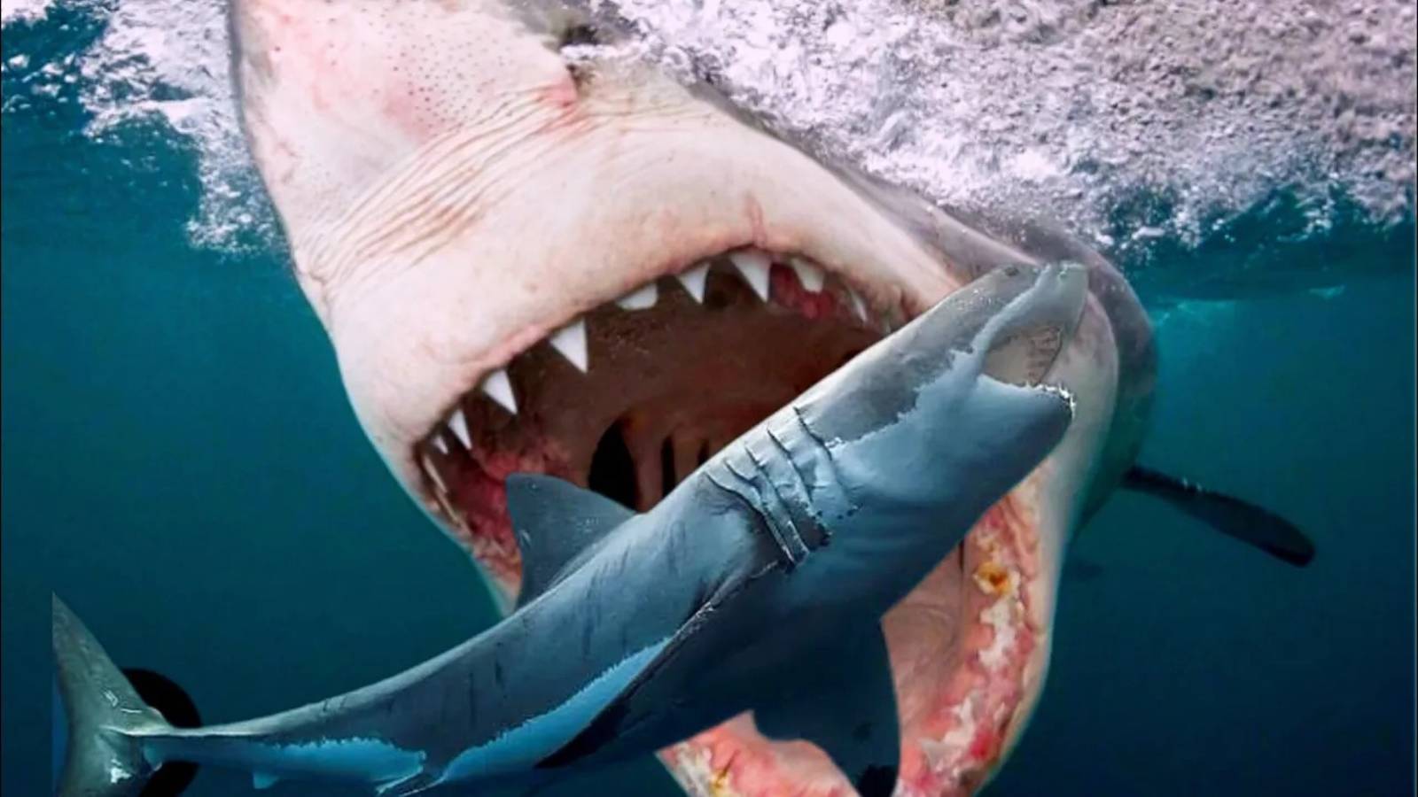 Тигровая акула против большой белой – Кто окажется сильнее?