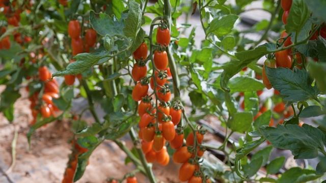 TOMATE LOBELLO CAPARRÓS