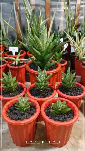 #tanamanhias #sanseveria #sansevieriaplant #plants #sansevieria #bunga #tanamanhiasmurah смотреть онлайн