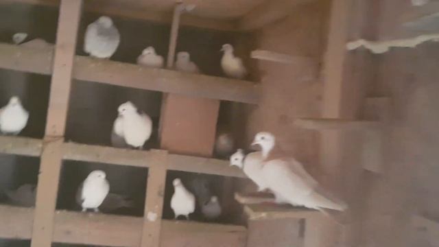 Армянски Голуби. Франция (8) смотреть онлайн