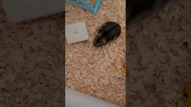 Хомяк Листи ест семечки как в меме"Хомяк который не ест."🤣🤣🤣🤣🐹🐹🐹🐹 смотреть онлайн
