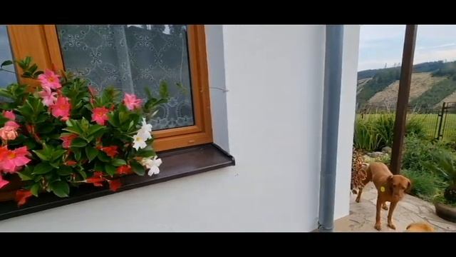 č. 238. Jak pěstovat mandevilu смотреть онлайн