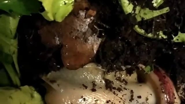Дневные дела мегаса! Что то хочет? смотреть онлайн