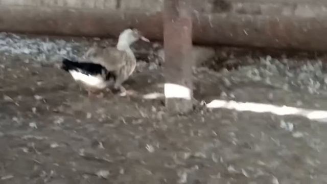 Mulard ordekleri haqqinda смотреть онлайн