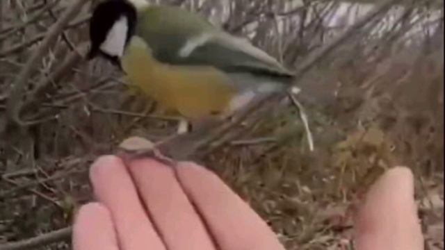 Вірш який повинен почути кожен "МАЛЕНЬКА СИНИЧКА...... смотреть онлайн