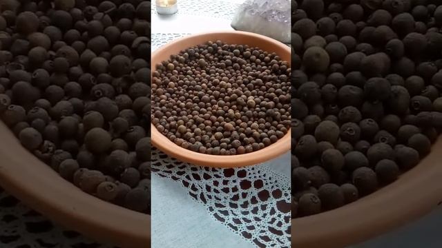 Magickal powers of allspice !!!(2019) смотреть онлайн