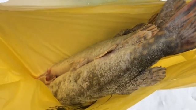 Улов щуки смотреть онлайн