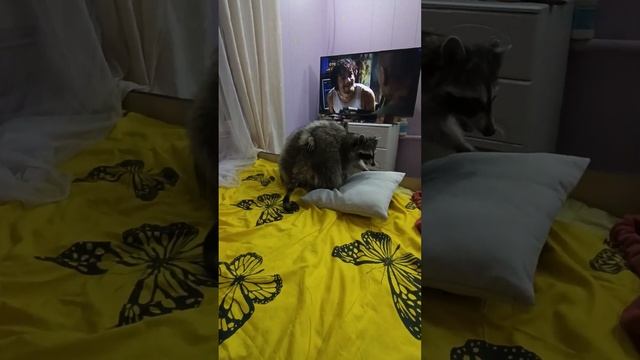 #ямыилюша #енотики #raccoon смотреть онлайн