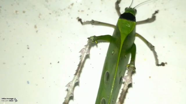 belalang Daun ini Sangat Besar Sekali. (Anchylecha fenestrata) смотреть онлайн