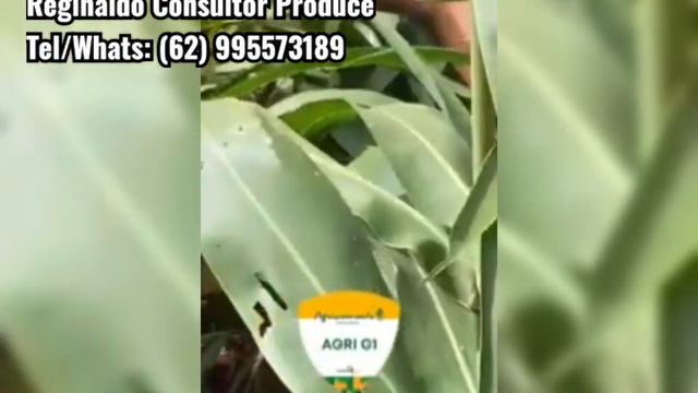 SORGO GRANÍFERO AGRI G1 смотреть онлайн