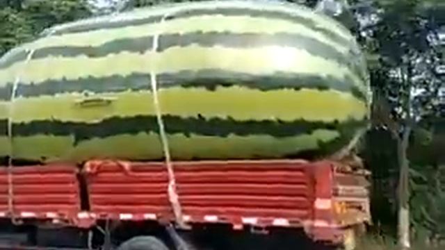 Big Water Melon On Truck
