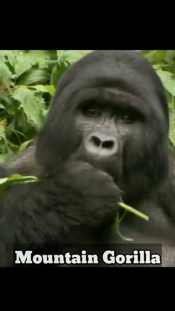 World 5 Endangered species in 2022 #top5 #knowledge #facts #GK #informativeRB смотреть онлайн