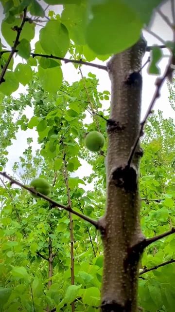 Green plum and rain 🌧 #rain #plum #shorts смотреть онлайн
