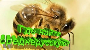 Исчезающая порода: Кто сохраняет среднерусскую пчелу? Мнение Кашковского