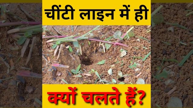 चींटी लाइन में ही क्यों चलते हैं? Why ant walk in a line? | #shorts | hindi facts show | fact смотреть онлайн