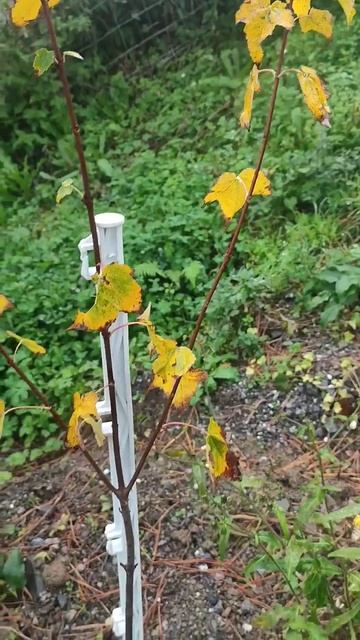 ARCE CANADIENSE (ACER RUBRUM) AMARILLO en OTOÑO AUTUMN COLORS смотреть онлайн