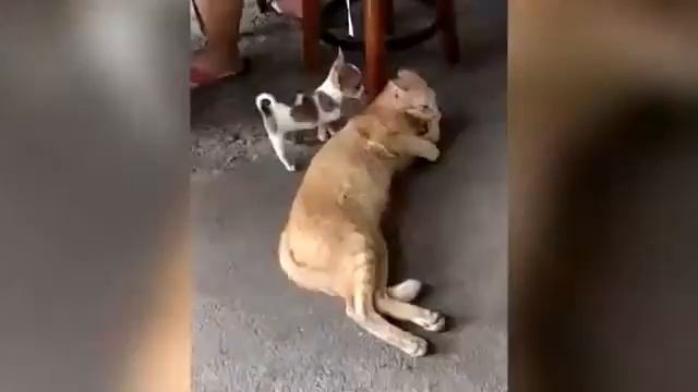 Тренируйся на кошках смотреть онлайн