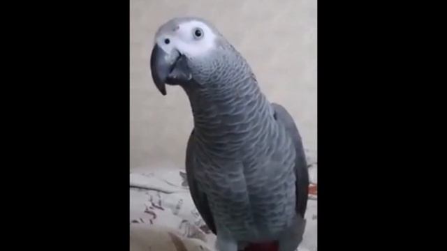 Попугайское попури 1 смотреть онлайн