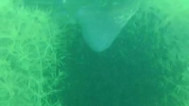 New Born Catfish смотреть онлайн