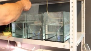 Разведение голубого неона