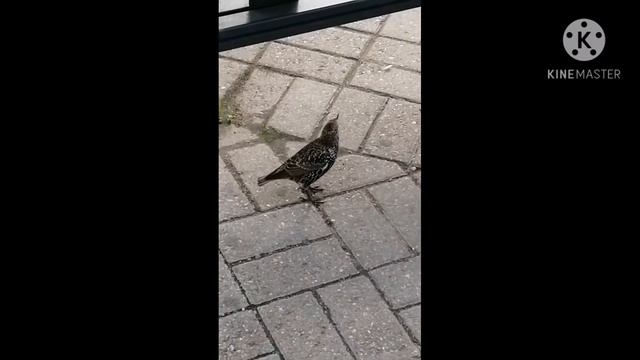 Chug'urchuq qushi смотреть онлайн