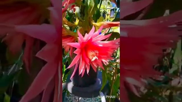 CRYSTAL FLASH EPIPHYLLUM